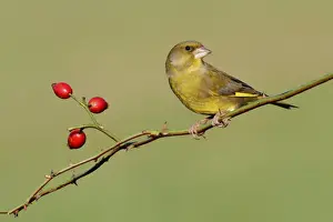 European Greenfinch (Carduelis chloris) adult male, perched on rose stem with rosehips, Leicestershire, England