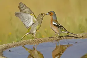 European Greenfinch (Carduelis chloris) and Chaffinch (Fringilla coelebs) adults, disputing at drinking pool, Spain, june