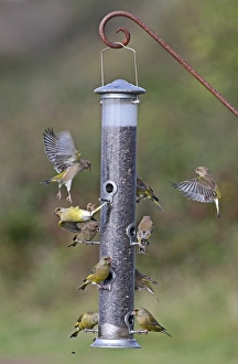 Feeder Prints: European Greenfinch (Carduelis chloris) flock
