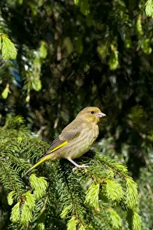 Coniferous Prints: European Greenfinch (Carduelis chloris) immature male