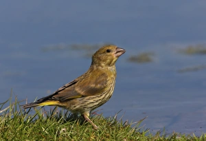 Green Finch Prints: European Greenfinch (Carduelis chloris) juvenile