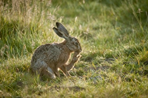 Hares Prints: European Hare (Lepus europaeus) adult