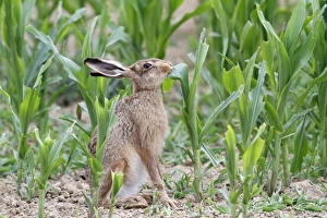 Hares Prints: European Hare (Lepus europaeus) adult