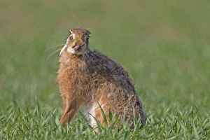 European Hare (Lepus europaeus) adult, licking nose with tongue, sitting in crop field, Berwickshire, Scottish Borders, Scotland, april
