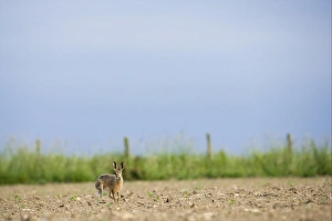 European Hare (Lepus europaeus) adult, running in cultivated field on farmland, County Durham, England, june