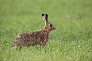 European Hare (Lepus europaeus) adult, standing in arable field, Kelling, Norfolk, England, april