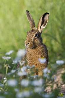 European Hare (Lepus europaeus) adult, sitting amongst wildflowers on farmland, County Durham, England, june