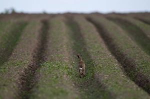 European Hare (Lepus europaeus) adult, running in furrow of field, Norfolk, England, late winter
