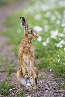 European Hare (Lepus europaeus) adult, alert, standing on hind legs, on track in farmland, County Durham, England, june