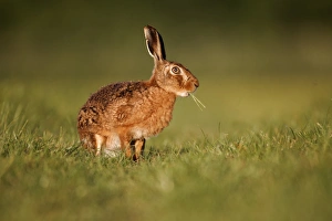 European Hare (Lepus europaeus) adult, feeding, sitting on grass in field, Midlands, England, may