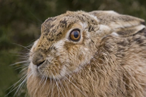 European Hare (Lepus europaeus) adult, close-up of head, Havergate Island RSPB Reserve, Suffolk, England, march