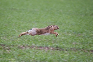 European Hare (Lepus europaeus) adult, running across farmland, Suffolk, England, october