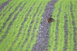 European Hare (Lepus europaeus) adult, resting in crop field, Berwickshire, Scottish Borders, Scotland, april