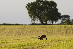 European Hare (Lepus europaeus) adult, walking across recently cut hay field in farmland habitat, County Durham