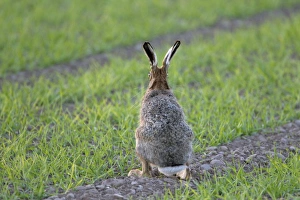 European Hare (Lepus europaeus) adult, rear view, sitting alert in crop field, Berwickshire, Scottish Borders