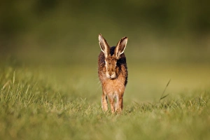 European Hare (Lepus europaeus) adult, running on grass in field, Midlands, England, may