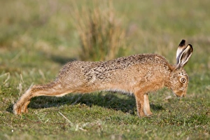 European Hare (Lepus europaeus) adult, stretching in grass field, Suffolk, England, april