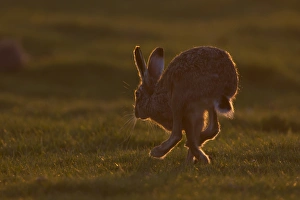 European Hare (Lepus europaeus) adult, running, backlit at sunset, Suffolk, England, march