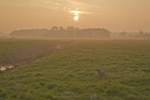 European Hare (Lepus europaeus) adult, sitting on grass in field habitat at sunset, Suffolk, England, march