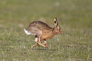 European Hare (Lepus europaeus) adult, running in grass field, Suffolk, England, april