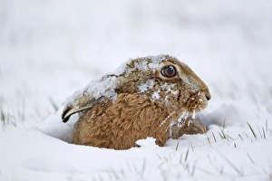 European Hare (Lepus europaeus) adult, sitting in snow, Suffolk, England, february
