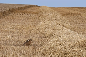 European Hare (Lepus europaeus) adult, sitting in wheat field during harvest, Isle of Sheppey, Kent, England, august