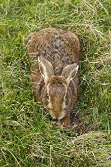 European Hare (Lepus europaeus) adult, resting in form in grass field, Suffolk, England, january