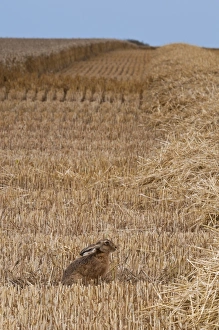 European Hare (Lepus europaeus) adult, sitting in wheat field during harvest, Isle of Sheppey, Kent, England, august