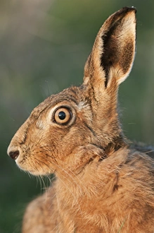 European Hare (Lepus europaeus) adult, close-up of head in evening light, Isle of Sheppey, Kent, England, march
