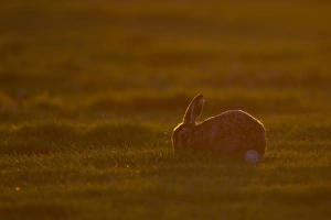 European Hare (Lepus europaeus) adult, feeding, backlit at sunset, Suffolk, England, march