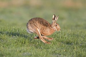 European Hare (Lepus europaeus) adult, running in field, Suffolk, England, march