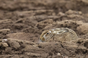 European Hare (Lepus europaeus) adult, resting in furrow of ploughed field, Berwickshire, Scottish Borders, Scotland