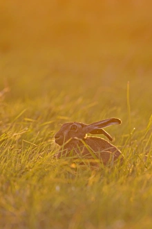 European Hare (Lepus europaeus) adult, sitting in grass field at sunset, Suffolk, England, June