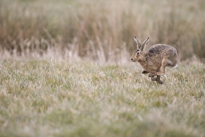 European Hare (Lepus europaeus) adult, running in grass field, Suffolk, England, March