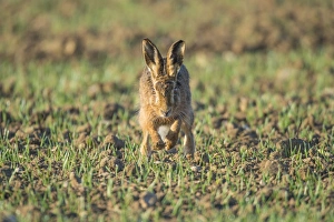 European Hare (Lepus europaeus) adult, running in seedling wheat crop, Norfolk, England, April