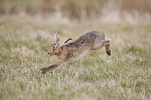 European Hare (Lepus europaeus) adult, running in grass field, Suffolk, England, March