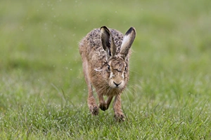 European Hare (Lepus europaeus) adult, running in grass field, Suffolk, England, March