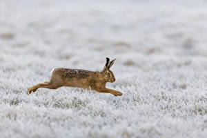 European Hare (Lepus europaeus) adult, running in frost covered grass field, Suffolk, England, March