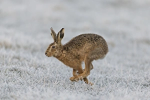 European Hare (Lepus europaeus) adult, running in frost covered grass field, Suffolk, England, March