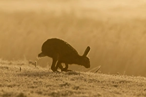 European Hare (Lepus europaeus) adult, running in frost covered grass field at sunrise, Suffolk, England, March
