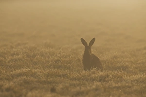 European Hare (Lepus europaeus) adult, sitting in grass field at sunrise, Suffolk, England, March