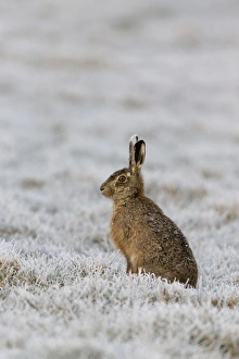 European Hare (Lepus europaeus) adult, sitting in frost covered grass field, Suffolk, England, March