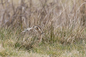 European Hare (Lepus europaeus) adult, resting amongst rushes, Suffolk, England, March