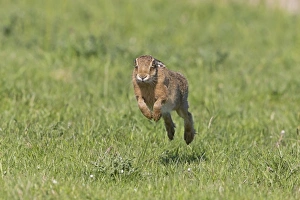 European Hare (Lepus europaeus) adult, running in grass field, Suffolk, England, May