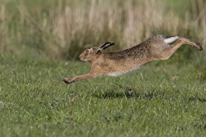 European Hare (Lepus europaeus) adult, running in grass field, Suffolk, England, May