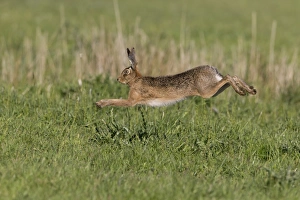 European Hare (Lepus europaeus) adult, running in grass field, Suffolk, England, May