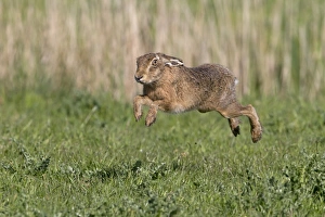 European Hare (Lepus europaeus) adult, running in grass field, Suffolk, England, May