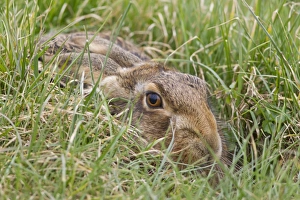 European Hare (Lepus europaeus) adult, resting in grass field, Suffolk, England, March