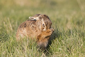 European Hare (Lepus europaeus) adult, grooming, sitting in grass field, Suffolk, England, March
