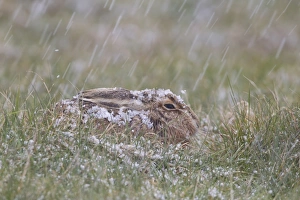 European Hare (Lepus europaeus) adult, resting in grass field during hail storm, Suffolk, England, March